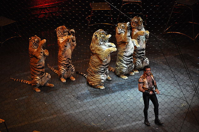 Circus tigers