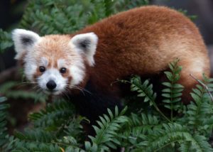 Rusty the Red Panda, who escaped from the National Zoo last year, became a father last week. Photo via the National Zoo's Twitter 
